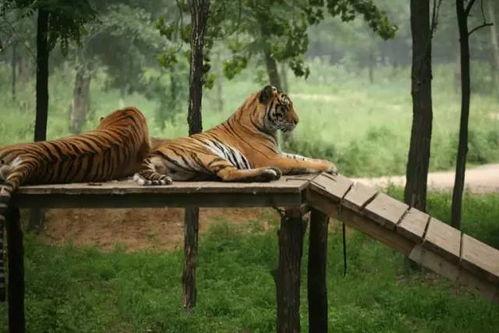 娱乐吃瓜酱动物园